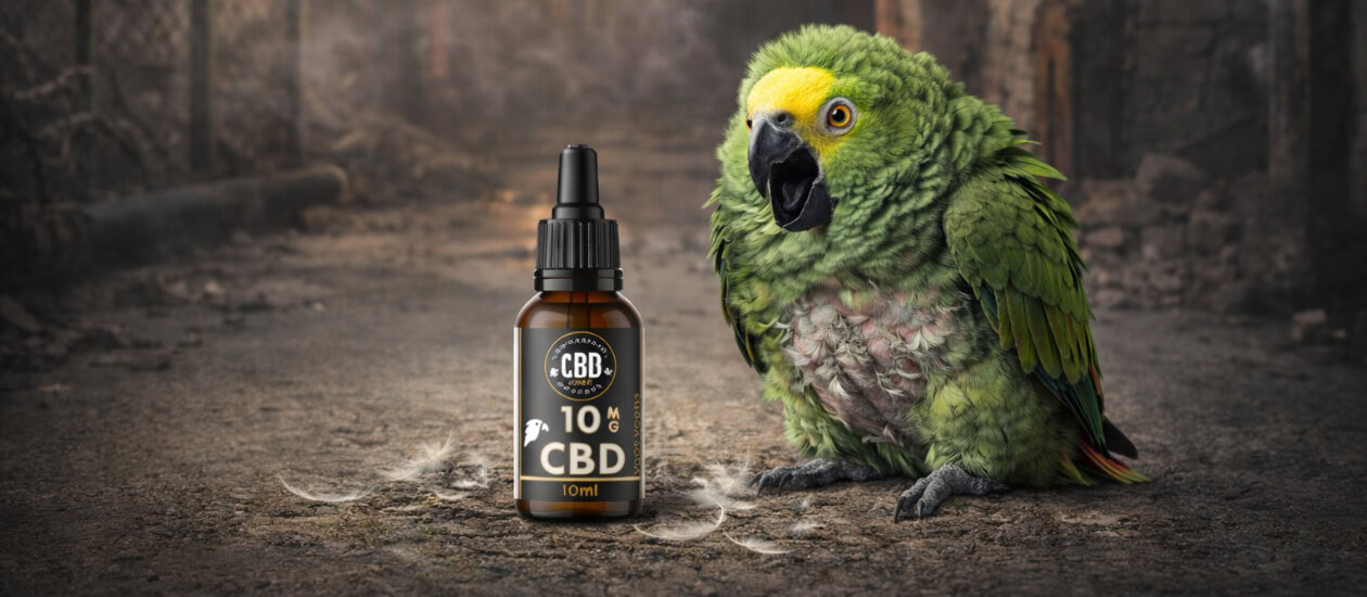 Inhoudsopgave Wat is angst bij Amazone papegaaien? Veelvoorkomende oorzaken van angst Hoe herken je angst bij je Amazone papegaai? Waarom CBD olie bij Amazone angst? Dosering CBD olie bij angstige Amazones Hoe geef je CBD aan een angstige Amazone papegaai? Is CBD veilig voor Amazones? CBD combineren met aanvullende maatregelen Interne links binnen het vogelcluster […]